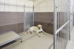 Centre de dressage pour chiens d'assistance Prague