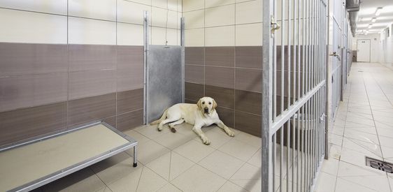 Training center for assistance dogs Prague